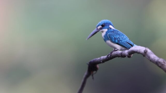 The cerulean kingfisher (Alcedo coerulescens) is a kingfisher in the subfamily Alcedininae which is native to parts of Indonesia.