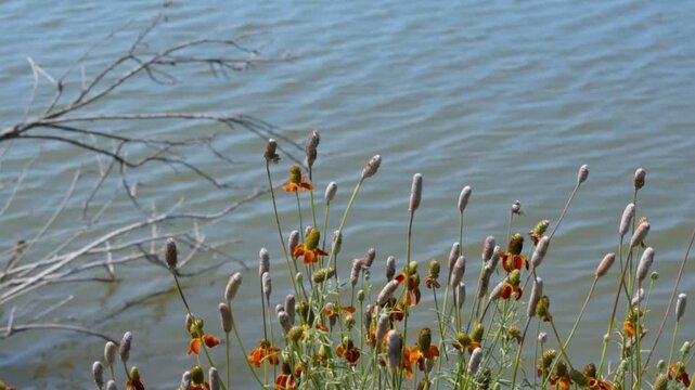 Red and orange flowers blooming by the water. 