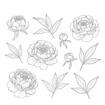 Delicate black and white line art peony flowers and leaves with intricate petals, isolated on a transparent background, conveying sophisticated botanical beauty