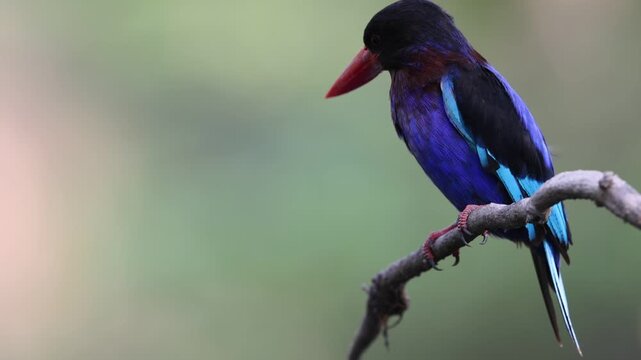 Javan kingfisher (Halcyon cyanoventris), sometimes called the blue-bellied kingfisher, is endemic to the Indonesian islands of Java and Bali island.