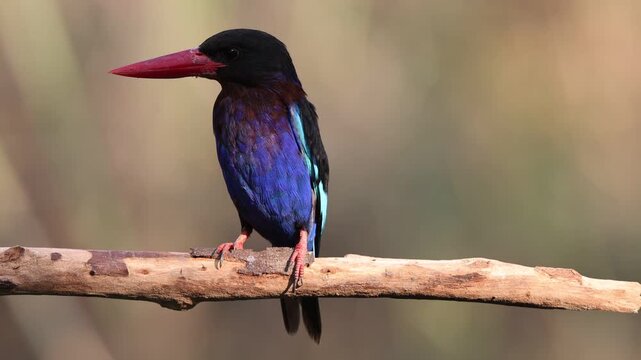 Javan kingfisher (Halcyon cyanoventris), sometimes called the blue-bellied kingfisher, is endemic to the Indonesian islands of Java and Bali island.