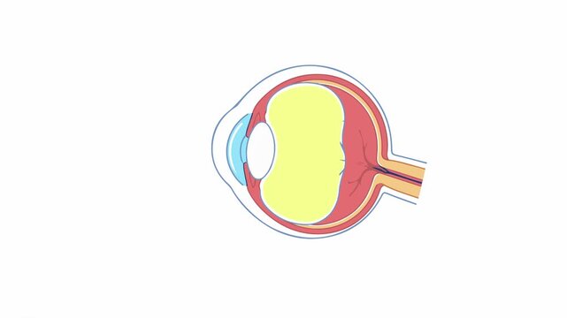 Human eye anatomy cross section diagram set on white