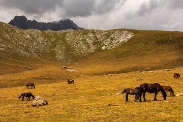 Naklejka premium Beautiful cantabrian horse grazing beneath imposing Picos de Europa mountains in Cantabria, Spain