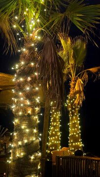 palm trees adorned with lights at night
