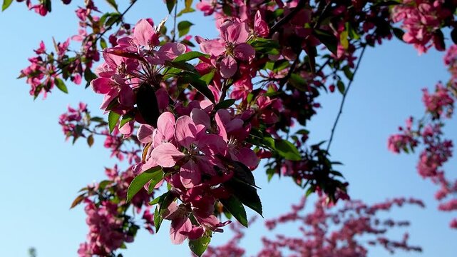 Vibrant pink malus blossoms blooming against blue sky as bee lands on flower. Beautiful bright spring tree branches in a sunny orchard. Nature pollination concept slow motion footage.