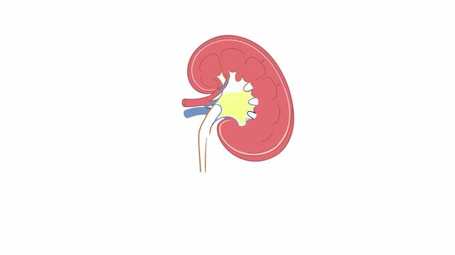 Human kidney anatomy diagrams with colorful internal structure highlights