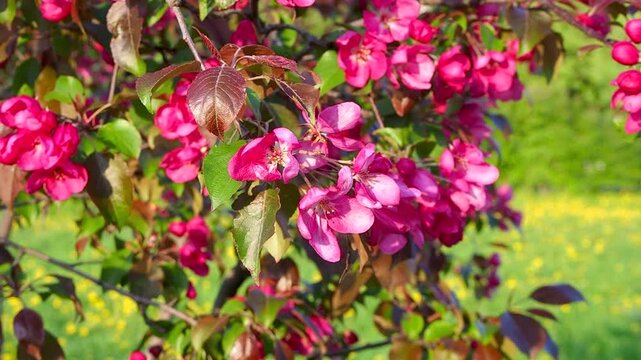 Vibrant pink malus blossoms blooming on branches in sunny orchard. Beautiful bright apple tree flowers with blurred green grass background. Natural spring concept slow motion footage.