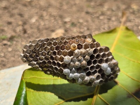 PANAL DE ABEJA