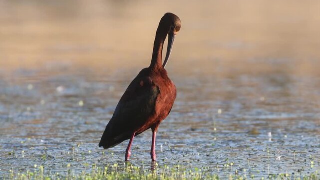 White-faced ibis in breeding plumage preens then probes wetland shallows, Shugru Reservoir, Lassen County California.