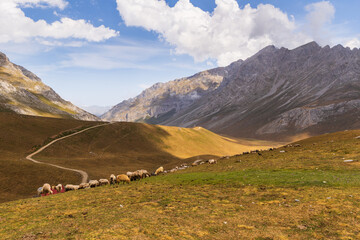 Naklejka premium View of the Picos de Europa mountains in the Spanish National Park. Sheep grazing against the backdrop of mountain peaks