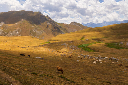 Various livestock graze on high-altitude meadows in Cantabria, mountain plateaus overgrown with grass are grazing place for livestock.