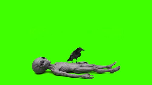 Raven on alien body green screen