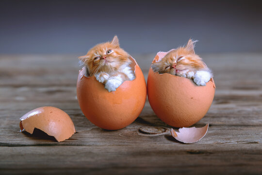 Lovely kittens inside broken eggs