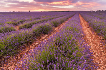 Obraz premium Lilac lavender bushes against the sunset. Large lavender fields in Europe in summer