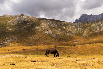 Naklejka premium Beautiful cantabrian horse grazing beneath imposing Picos de Europa mountains in Cantabria, Spain