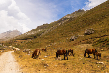 Naklejka premium Beautiful cantabrian horse grazing beneath imposing Picos de Europa mountains in Cantabria, Spain