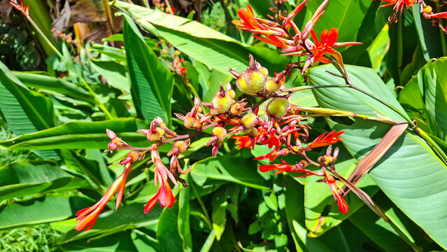 Canna indica plant displaying its colorful spiny seed pods and red flowers against a vibrant green foliage backdrop in natural sunlight.