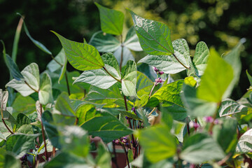 Fototapeta premium Green bean leaves growing in a garden in Poland