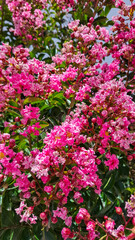 Obraz premium Dazzling blooms of Lagerstroemia indica adorn an urban setting, highlighting the contrast between the deep pink flowers and the modern outdoor background.