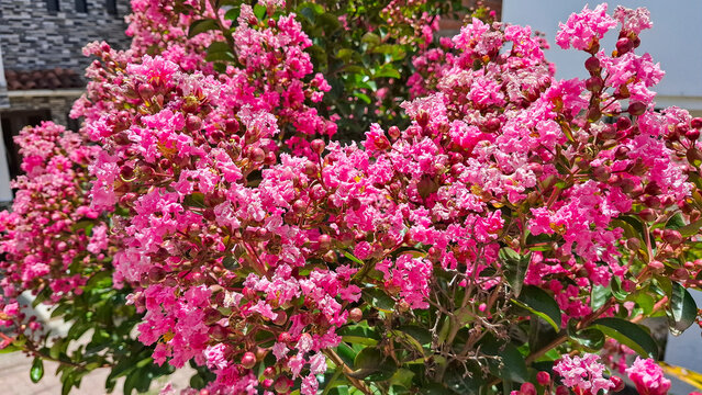 Lush clusters of fuchsia Lagerstroemia indica flowers illuminated by daylight, ideal for nature, botany, and landscaping projects.