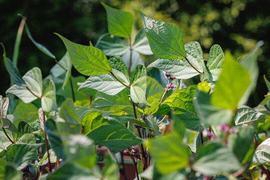 Green bean leaves growing in a garden in Poland