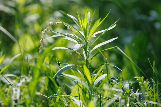 Young horseweed - Erigeron canadensis plant growing in green grass meadow