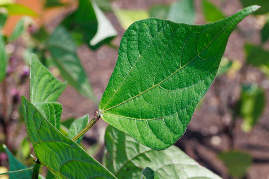Green bean leaf growing in a garden in Poland