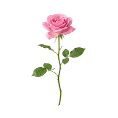 Obraz premium Single delicate pink rose with green stem and leaves isolated on white