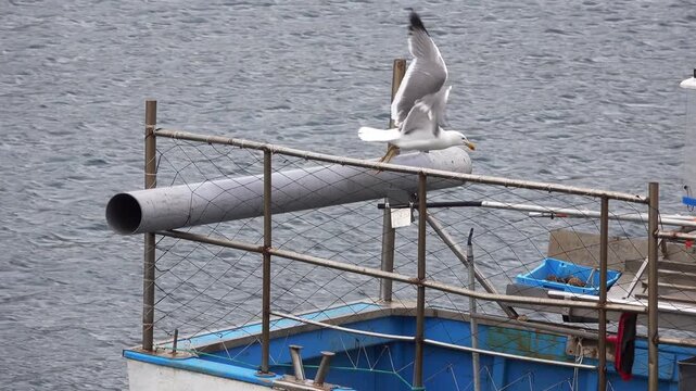 A seagull steals the catch from a net on a fishing boat.