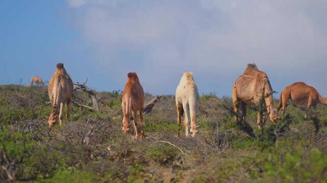 Footage of dromedary camels grazing on sparse vegetation in a dry, scrubland environment under a blue sky with white clouds. The location is near Wadi Bani Khalid in the Sultanate of Oman.