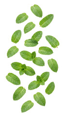 Falling green mint leaves isolated on transparent background © Png Stock Pro
