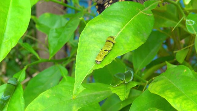 Caterpillar on a leaf, butterfly nearby