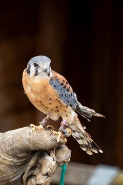 American Kestrel Portrait Close-Up &ndash; Colorful Falcon Raptor Perched Detailed Head Shot in Nature