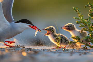 Tern feeding fish to two fluffy chicks in golden light © Ralphele