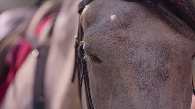 Gray horse eye and face with bridle