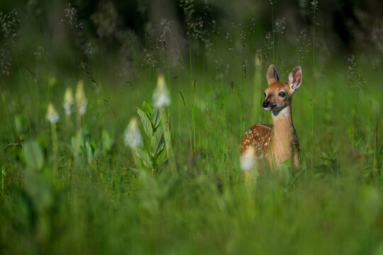 Whitetail fawn standing in tall grass among wildflowers