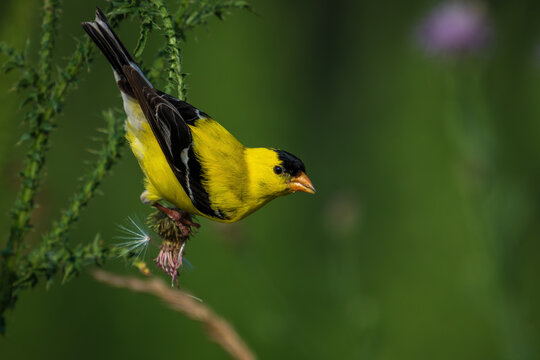 American goldfinch upside-down on a thistle bloom