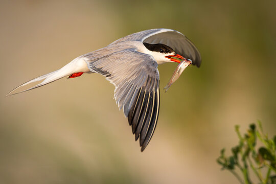Tern in flight carrying a fish with red legs visible