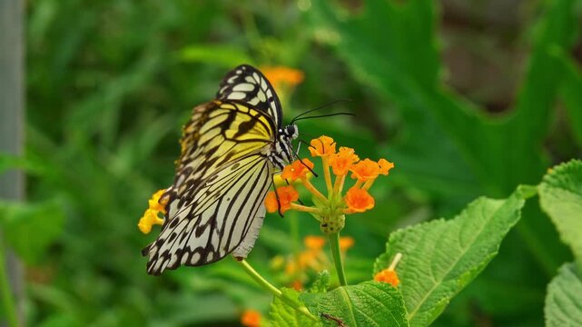 Butterfly sits on flowers during a sunny day