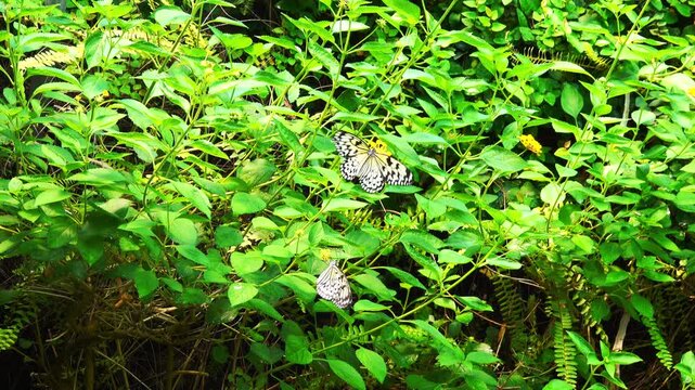 Butterflies are on green leaves in a garden