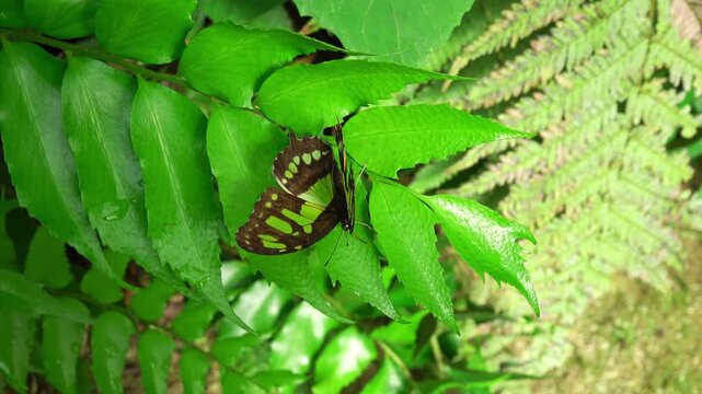 Butterfly resting on leaves in daylight