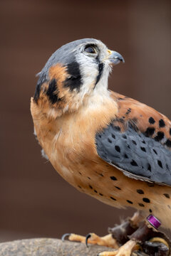 American Kestrel Portrait Close-Up &ndash; Colorful Falcon Raptor Perched Detailed Head Shot in Nature