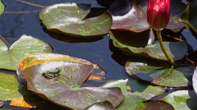A frog sits still on a lily pad in a pond