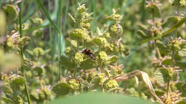Bumblebee gathers nectar from plants