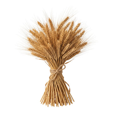 Bundle of ripe wheat stalks tied with twine isolated on transparent background