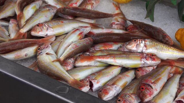 Fresh fish striped red mullet or surmullet are arranged on ice at a market