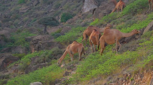 Footage of dromedary camels walking and grazing on the green, rugged hillsides of Wadi Bani Khalid in Oman. This area is known for its stunning natural beauty, including crystal-clear water pools and 