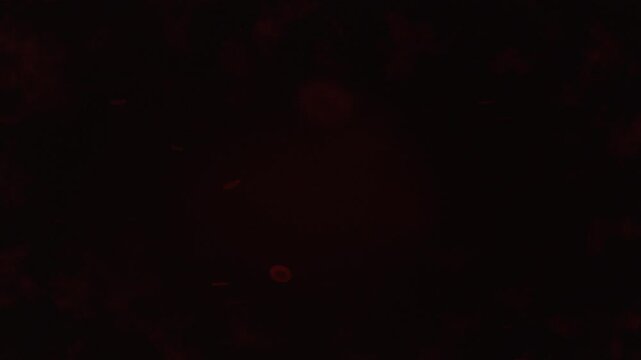 Sparse red blood cells subtly moving and pulsating within a bloodstream. Microscopic view depicting a less dense, simpler cellular flow, ideal for medical research or educational content.
