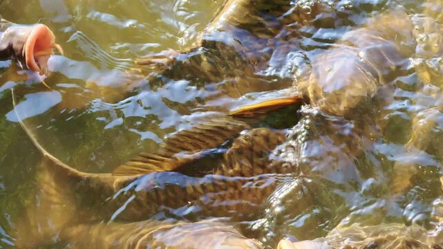 鯉・凄い食欲大きな口にビックリ！(池の鯉の大群です)「鯉のその(あどけない)姿に思わず笑顔になりました」