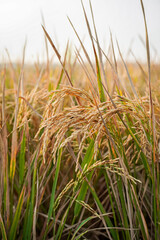 Fototapeta premium Golden ripe rice field ready for harvest in rural agricultural farm. Close up of yellow paddy crop grains, concept of organic food production, cereal farming, and harvest season